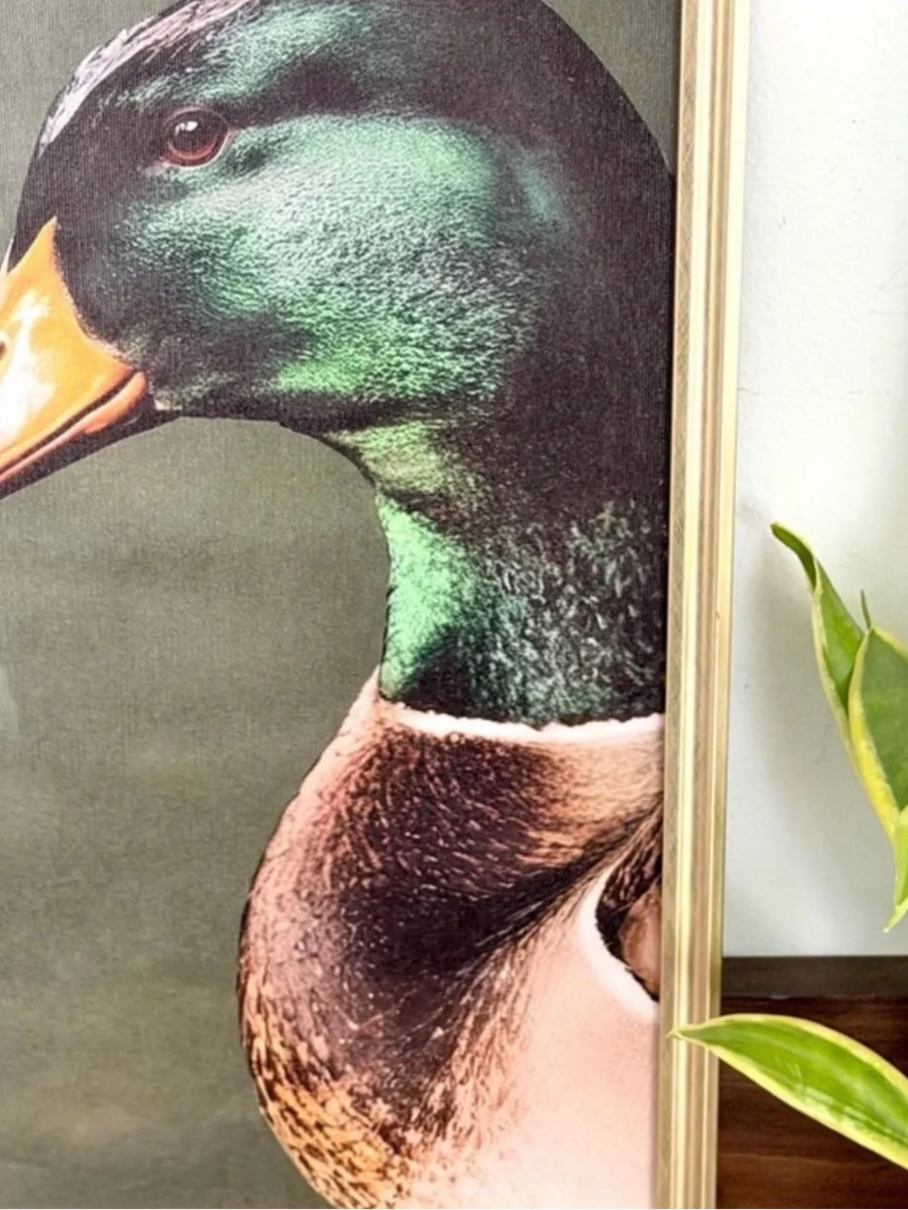 N/A mallard duck